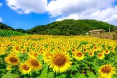 はるはるず様