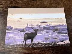 Item thumbnail for item a8b99a96-7f6b-4418-b54c-2554f1434927
