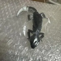 いきもの大図鑑アドバンス ヒョウモントカゲモドキ ブラックナイト ガシャポン