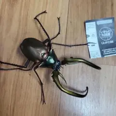 グラントチリクワガタ　展足済み標本 m65362664278_1.jpg?1728829091