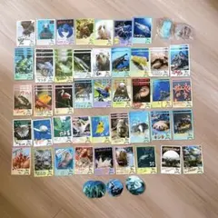 鳥羽水族館 70周年 コレクションカード 43種類74枚 まとめ売り