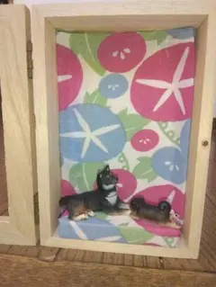 黒柴ボックス　朝顔