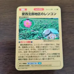 水の恵みカード　愛西北部地区のレンコン