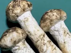 Item thumbnail for item afc0034c-d6d3-4e9c-b5fc-69a26e9a8a6a