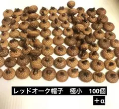 2025年　北海道　レッドオーク　極小　どんぐり帽子　100個