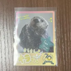 とばすいコレカ　キラちゃん　ノーマル