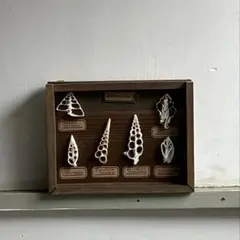 貝殻の断面を堪能する標本箱