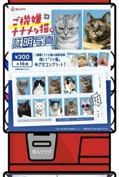 【1枚400円/2枚目以降1枚200円】ご機嫌ナナメな猫の証明写真