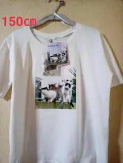 沖昌之✖️しまむらコラボ、猫ちゃん半袖、Tシャツ、150㎝