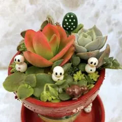 そのまま飾れる ちびくまu0026雪だるまカップu0026ソーサーリメ鉢 多肉植物寄せ植え