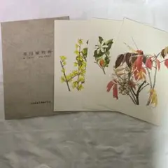 小磯良平　植物画三葉　未使用 小磯良平/薬用植物画三葉 - メルカリ