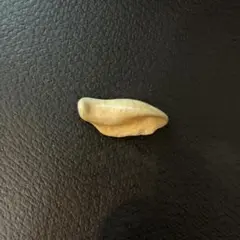イルカの耳骨　あぶみ　化石　布袋石　キムタク