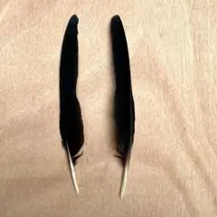 クリア塗装済みカラスの羽根