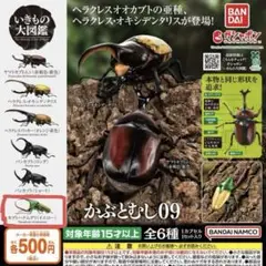 いきもの大図鑑　かぶとむし09 カブトハナムグリ(イエロー)