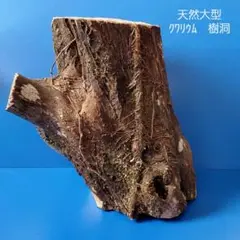 天然大型 クワリウム 樹洞 テラリウム