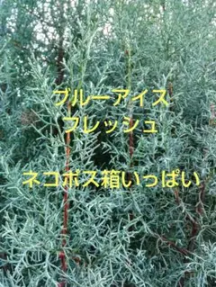 ブルーアイス　コニファー　フレッシュ　20〜30cm枝　☘ネコポス箱いっぱい