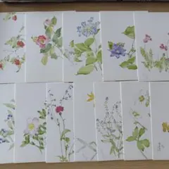 『野の花』 深沢紅子 作　無綴多色刷複製水彩画12枚組　限定350部1981年 2025年最新】深沢紅子 野の花の人気アイテム - メルカリ