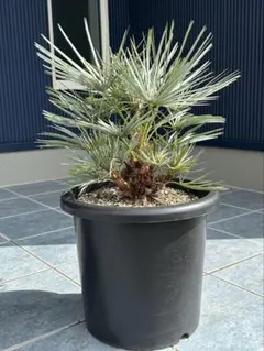 チャメロプス　フミリス　セリフェラ　シルバーリーフ　細葉タイプ　幹立 チャメロプス フミリス セリフェラ シルバーリーフ 細葉タイプ 幹立