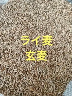 自然栽培ライ麦玄麦(粒)　勢子さま専用 業務用 有機ライ麦 玄麦 （丸粒）ドイツ産 25kg タテノ