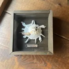 クマサカガイの標本箱