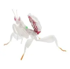 いきもの大図鑑　かまきり03 ハナカマキリ（白）