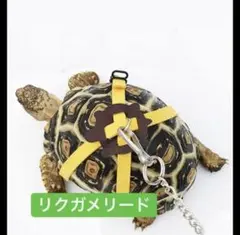 リクガメ用リード
