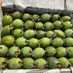 29 フェイジョア 20g台 1.1kg