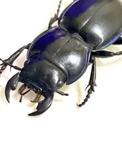 クワガタのような美麗ゴミムシ カナダ産pasimachus elongatus?