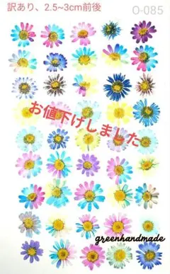 【訳あり】押し花　ノースポール　O-085
