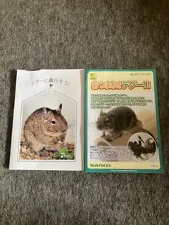 デグーのリアルな写真セット３枚 ブルー アグチー
