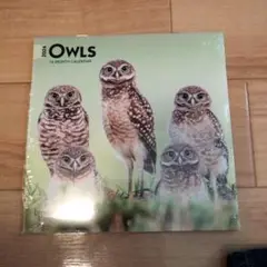 2024　カレンダー　owls フクロウ