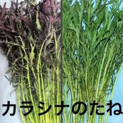 からし菜の種 2種類 種