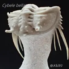 三葉虫の化石 超美麗 キベレ 本物保証