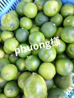 phuong様お取り置き ライム