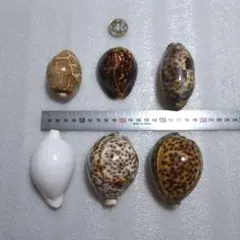 貝殻 7個セット 茶色と黒の斑点模様　沖縄波照間島のハチジョウダカラカイNO.2 貝殻 7個セット 茶色と黒の斑点模様 沖縄波照間島のハチジョウ