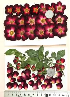 押し花、ミニバラ（少し大きめ）