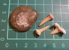 【特価⭐︎】化石セット⑦