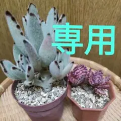 専用◆多肉植物 フミリス、月兎耳