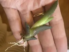 アガベ レッドキャット 胴切り子株 抜き苗②