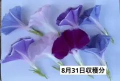 朝顔の花びら８枚、色水、8月31日限定出品