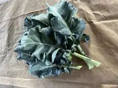 Item thumbnail for item ce2604cb-7b5a-431d-a26d-4511a28a496c