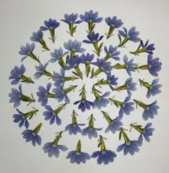 押し花　ブルーファン　№167