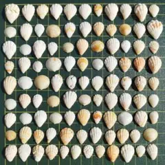貝殻　セット　100個ミックス【145】