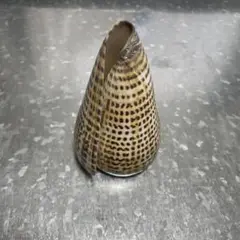 ダイミョウイモ貝　貝殻