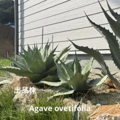 オバティフォリア 鉢植えのまま発送 - $66.66 | Otsukai.com