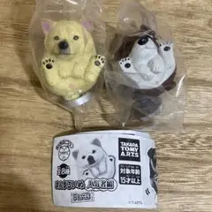 まんまるいぬ　ジャック・ラッセルテリア　北海道犬