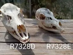 Item thumbnail for item e5254291-9091-4216-a321-261808b810c6