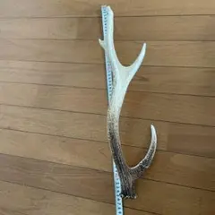 鹿の角
