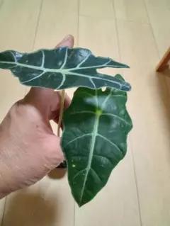 アロカシア アマゾニカ☆観葉植物