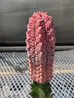 【ビントロ】ユーフォルビア アブデルクリ 'Damask' ②多肉植物 多肉植物：ユーフォルビア アブデルクリ錦 'ダマスク' ツギ*幅